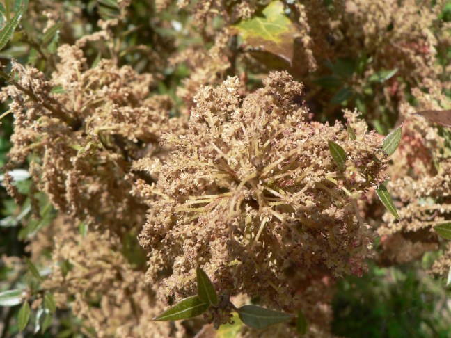 BEATRICE CHASSE.ARBORETUM des POUYOULEIX.Quercus depressa en fleurs. P1190600.depressa