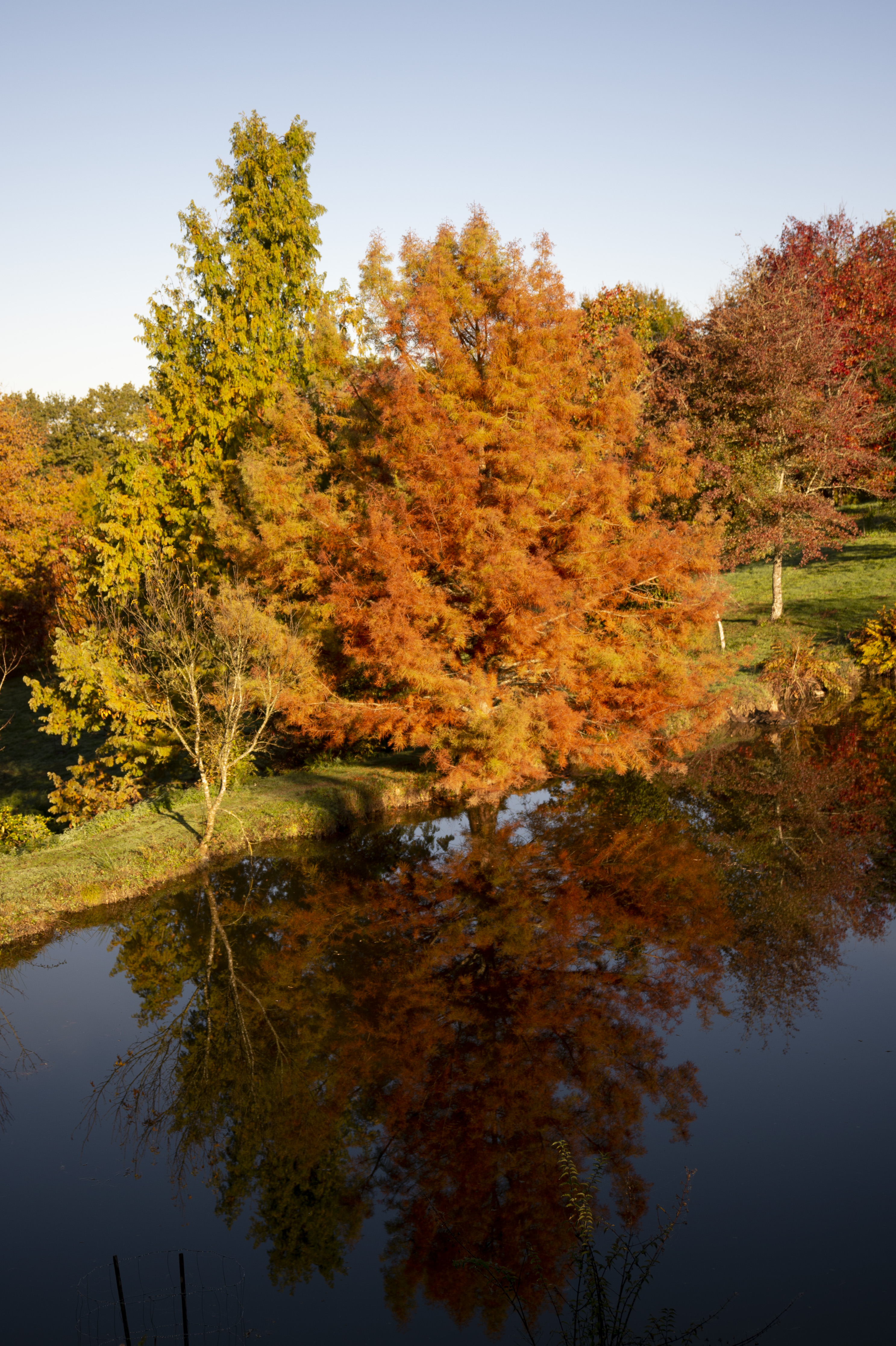 MICHEL DARTENSET.ARBORETUM des POUYOULEIX.LES COULEURS de L'AUTOMNE.DSC8226