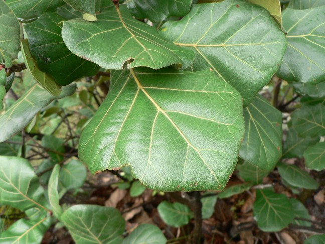 P1060769.Q. coccolobifolia