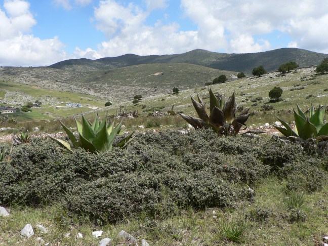 P1210264.Q. striatula and agave. SLP