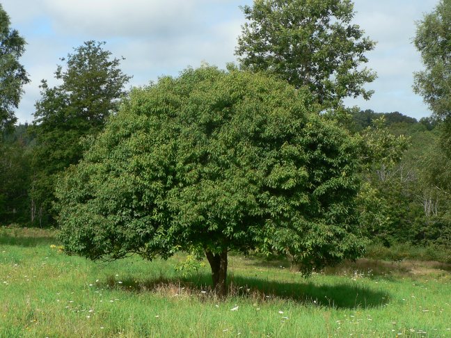 P1270649.myrsinifolia